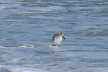 Sandpiper in the Surf