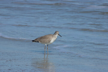 Sandpiper in the Water