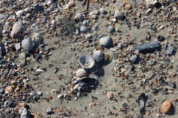 Stacks of Seashells