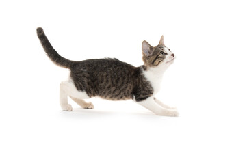 Cute kitten on white