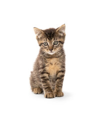 Cute baby tabby kitten sitting isolated on white background