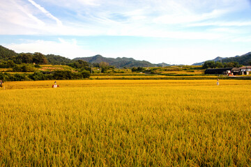 황금들녘이 보이는 가을 풍경-Autumn scenery with golden fields