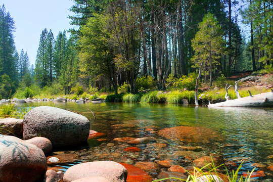 Creek Stream With Rock And Tree Next To Wawona Camp In Yosemite.