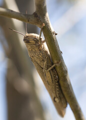 Shooting of migratory grasshopper on tree