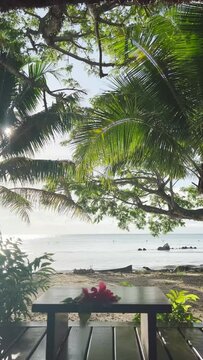 Palm trees at a beach in Fiji