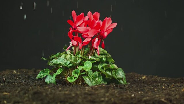 Side view of red Cyclamen Persicum plant in soil being watered or in rain - shot in slow motion