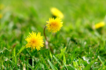 Dandelion flower in the wind.
