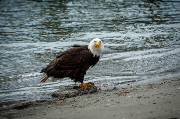 Bald Eagle Feeding on a Dead Seal on the Beach. Fish is the primary food of bald eagles, but they will eat a variety of other animals and birds.
