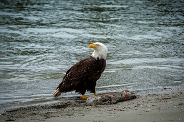 Bald Eagle Feeding on a Dead Seal on the Beach. Fish is the primary food of bald eagles, but they will eat a variety of other animals and birds.