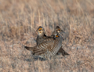 Prairie Chicken