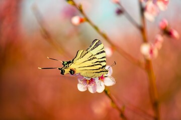 Spring Quince flowers and butterfly on sunny backdrop. Beautiful nature spring background with a branch of blooming