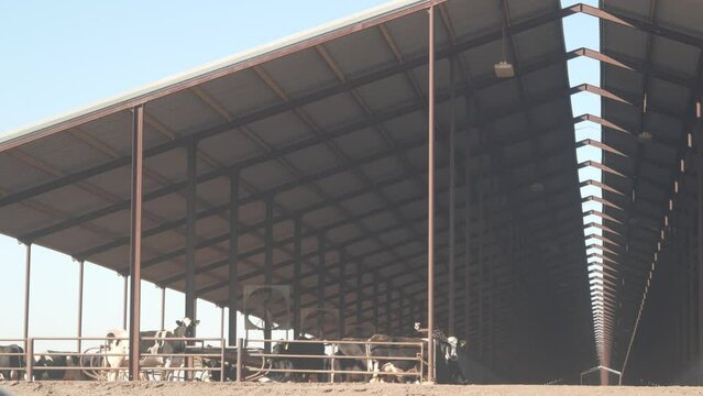 Row of holstein cows on dairy farm, commercial livestock industry, milk and beef production. Cattle animals breeding and feeding in cowshed, stall, barn or shed. California agriculture, USA farming.