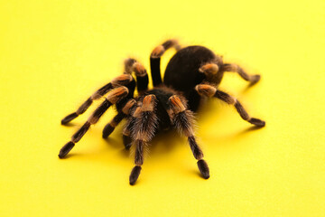 Scary tarantula spider on yellow background