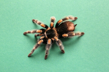 Scary tarantula spider on green background