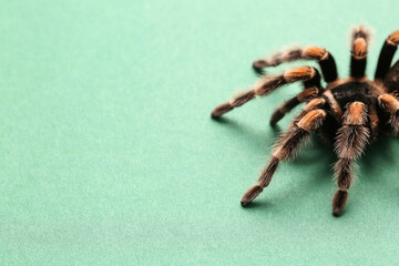 Scary tarantula spider on green background