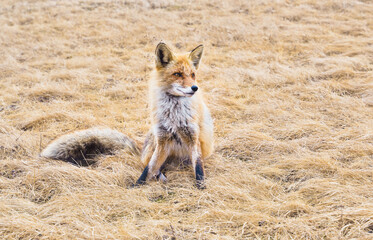 Fototapeta premium Red fox. A young mammal stands on a field under sunlight.