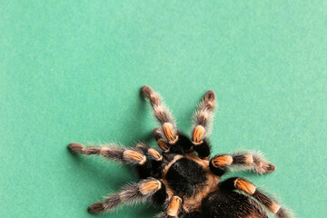 Scary tarantula spider on green background