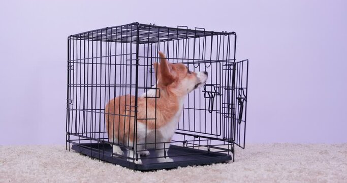 Domestic dog sits in open cage smelling all around on fluffy rug in living room at home. Crate training of little Welsh Corgi puppy close view