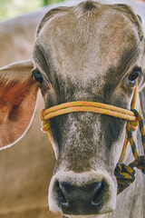 Farm cows and bulls. Cattle, cows and sheep. in the farm. Milked cows, latin farmer milking cows. plain milk