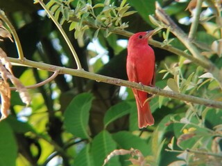 red winged macaw