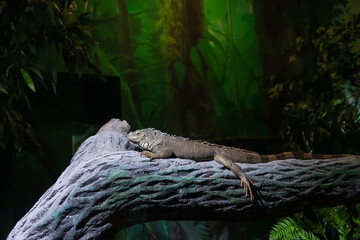 Close up of an iguana resting on a tree branch in a zoo.