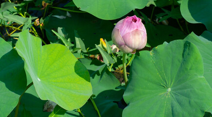 lotus flower in the pond