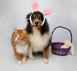 easter shetland sheepdog dog wearing bunny ears with cat