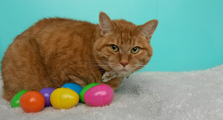 Fototapeta na wymiar easter orange cat wearing bow tie with bright colorful eggs lying down