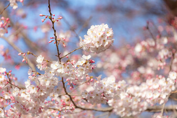 Obraz premium 上野公園のコマツオトメ