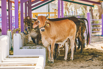 Farm cows and bulls. Cattle, cows and sheep. in the farm. Milked cows, latin farmer milking cows....