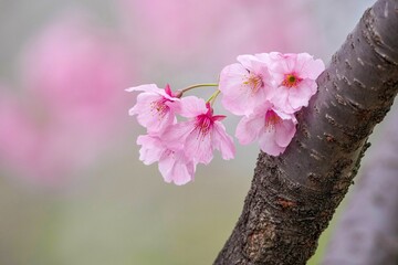 ひっそりと咲く満開の陽光桜
