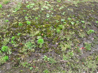 雨上りの春の畑の畦に生える若草