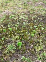 雨上りの春の畑の畦に生える若草