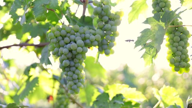 Slow Motion Shot of Ripe White Grapes in Sunny Vineyard.