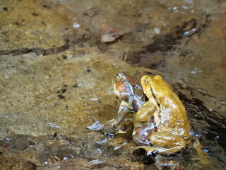 産卵のために渓流を下る貴重種「ナガレヒキガエル」のつがい