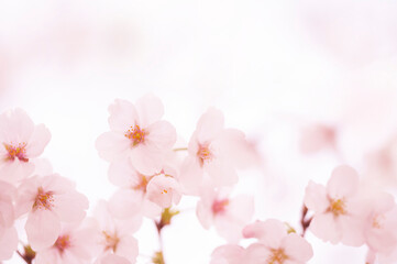 Fototapeta premium 桜 満開 