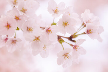 Naklejka premium 桜 満開 