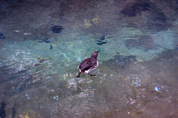 View of a black and white common murre swimming in its water habitat at the Point Defiance Zoo