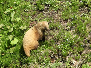 野生のアナグマ