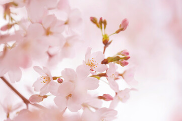 桜　満開　