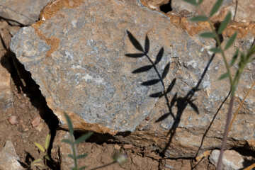 Leaf shadow reflected on stone.