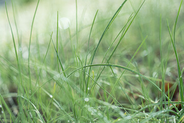 雨上がりの野草