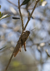 Shooting of migratory grasshopper on tree