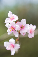 陽光桜のクローズアップ
