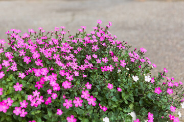 ツルコザクラを使ったガーデニング	