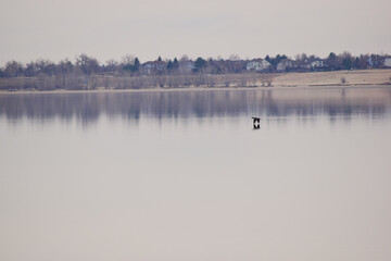 ducks on the lake