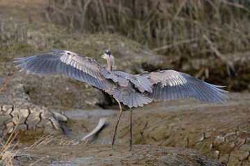 Great blue heron landing, seen in the wild in North California 