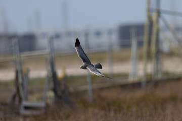 Male  hen harrier (Northern harrier)  flying, seen in the wild in North California