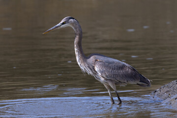 Great blue heron, seen in the wild in North California 
