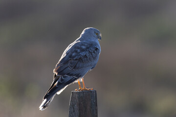 Close view of a male  hen harrier (Northern harrier), seen in the wild in North California